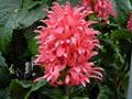 jacobinia  ، flamingo flower